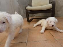 BOSS, Hund, Maremmano-Mix in Italien - Bild 8