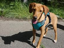 EMMA, Hund, Segugio Italiano-Mix in Italien - Bild 1