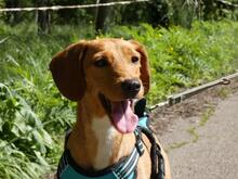 EMMA, Hund, Segugio Italiano-Mix in Italien - Bild 2