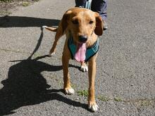 EMMA, Hund, Segugio Italiano-Mix in Italien - Bild 3