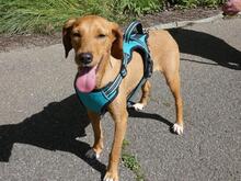 EMMA, Hund, Segugio Italiano-Mix in Italien - Bild 4