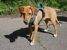 EMMA, Hund, Segugio Italiano-Mix in Italien - Bild 5
