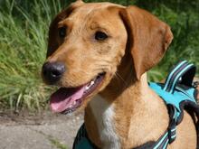 EMMA, Hund, Segugio Italiano-Mix in Italien - Bild 6