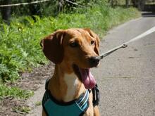 EMMA, Hund, Segugio Italiano-Mix in Italien - Bild 7