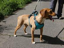 EMMA, Hund, Segugio Italiano-Mix in Italien - Bild 8