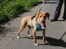 EMMA, Hund, Segugio Italiano-Mix in Italien - Bild 9
