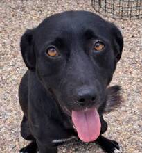 CHICO, Hund, Labrador-Mix in Portugal