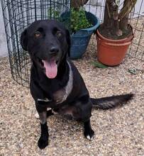 CHICO, Hund, Labrador-Mix in Portugal - Bild 2