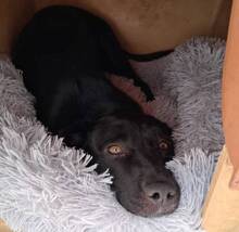 CHICO, Hund, Labrador-Mix in Portugal - Bild 3