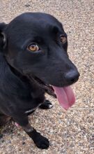 CHICO, Hund, Labrador-Mix in Portugal - Bild 4