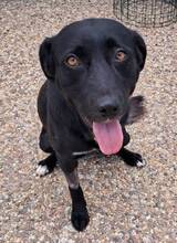 CHICO, Hund, Labrador-Mix in Portugal - Bild 5
