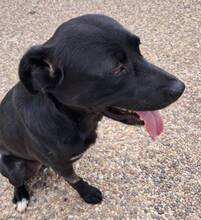 CHICO, Hund, Labrador-Mix in Portugal - Bild 6
