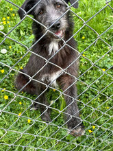 LARA, Hund, Mischlingshund in Rumänien - Bild 2