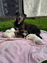 LARA, Hund, Mischlingshund in Rumänien - Bild 3