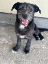 LARA, Hund, Mischlingshund in Rumänien - Bild 4