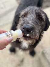 LARA, Hund, Mischlingshund in Rumänien - Bild 5