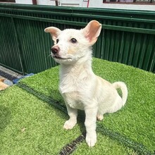 MISHU, Hund, Mischlingshund in Rumänien - Bild 2
