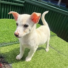 MISHU, Hund, Mischlingshund in Rumänien - Bild 3