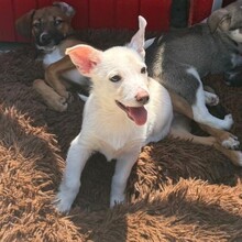 MISHU, Hund, Mischlingshund in Rumänien - Bild 4