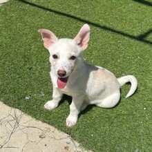 MISHU, Hund, Mischlingshund in Rumänien - Bild 5