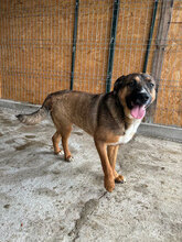 GEORGI, Hund, Mischlingshund in Rumänien - Bild 5