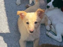 MASHA, Hund, Mischlingshund in Rumänien - Bild 1
