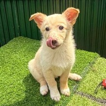 MASHA, Hund, Mischlingshund in Rumänien - Bild 3