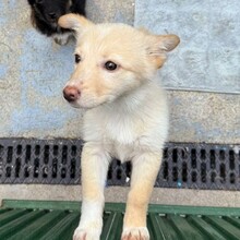 MASHA, Hund, Mischlingshund in Rumänien - Bild 4