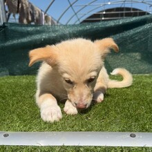 MASHA, Hund, Mischlingshund in Rumänien - Bild 6