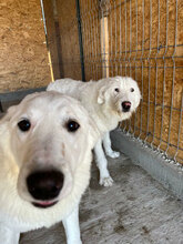 HEDDA, Hund, Mischlingshund in Rumänien - Bild 5