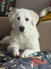 HEDDA, Hund, Mischlingshund in Breitscheid