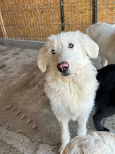 ALBA, Hund, Mischlingshund in Rumänien - Bild 2