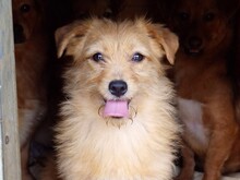 ROSI, Hund, Mischlingshund in Rumänien - Bild 1