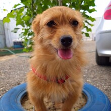 ROSI, Hund, Mischlingshund in Rumänien - Bild 2