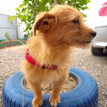 ROSI, Hund, Mischlingshund in Rumänien - Bild 3