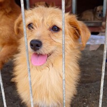 ROSI, Hund, Mischlingshund in Rumänien - Bild 6