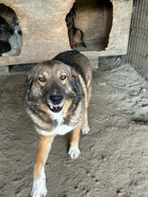 BILLIE, Hund, Mischlingshund in Rumänien - Bild 6