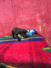 CORVI, Hund, Mischlingshund in Rumänien - Bild 6