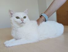 ESCORPIA, Katze, Europäisch Kurzhaar in Spanien - Bild 10