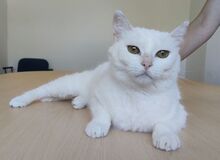 ESCORPIA, Katze, Europäisch Kurzhaar in Spanien - Bild 11