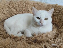 ESCORPIA, Katze, Europäisch Kurzhaar in Spanien - Bild 12