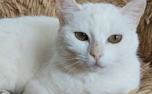 ESCORPIA, Katze, Europäisch Kurzhaar in Spanien - Bild 13