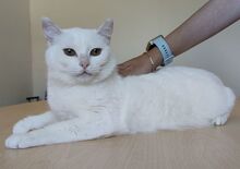 ESCORPIA, Katze, Europäisch Kurzhaar in Spanien - Bild 2