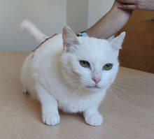 ESCORPIA, Katze, Europäisch Kurzhaar in Spanien - Bild 3