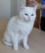 ESCORPIA, Katze, Europäisch Kurzhaar in Spanien - Bild 6