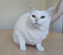 ESCORPIA, Katze, Europäisch Kurzhaar in Spanien - Bild 7