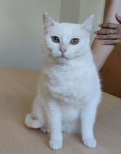 ESCORPIA, Katze, Europäisch Kurzhaar in Spanien - Bild 8