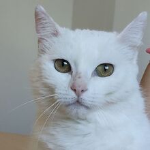 ESCORPIA, Katze, Europäisch Kurzhaar in Spanien - Bild 9