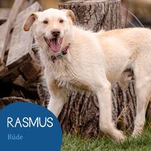 RASMUS, Hund, Mischlingshund in Rumänien - Bild 1