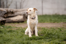RASMUS, Hund, Mischlingshund in Rumänien - Bild 2